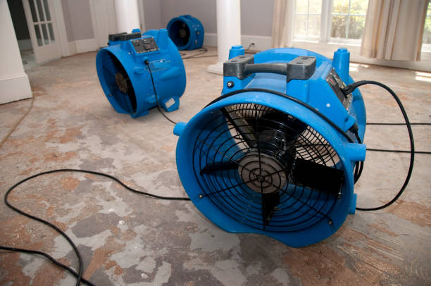 Best Mold removal after water damage  in Decatur, IL